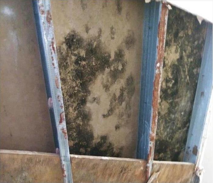 mold growth found inside drywall 